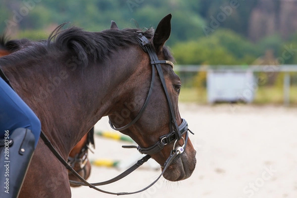 Fototapeta Horse in the riding arena with rider in close-up, head, stirrup, boots spurs..
