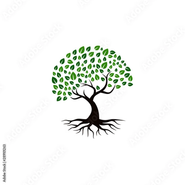 Fototapeta Tree vector icon. logo design elements.