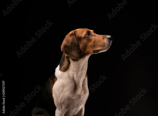 Fototapeta Portrait of a hunting dog made in the studio on a black background. Male Estonian hound, three years old.