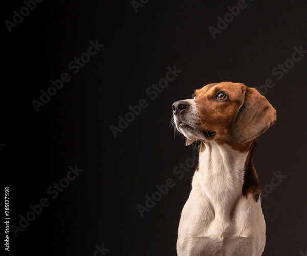 Fototapeta Portrait of a hunting dog made in the studio on a black background. Male Estonian hound, three years old. Close-up portrait. Copy space.