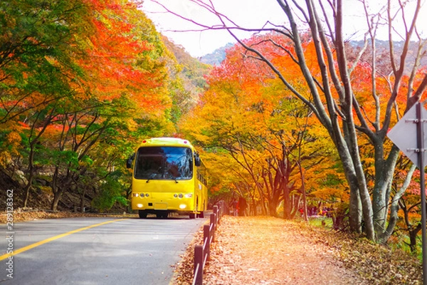 Fototapeta Tourist walking and Shuttle bus passing main road with scenery red and yellow maple tree during autumn in Naejangsan National Park.