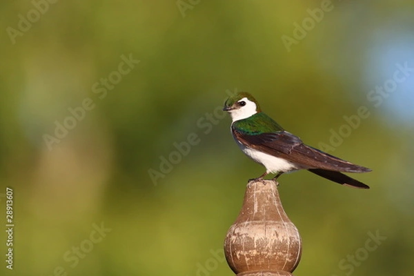 Obraz Violet-green Swallow