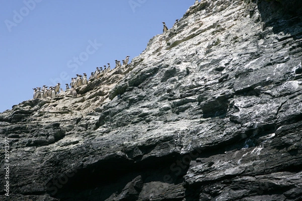 Obraz Pinguini su scogliera