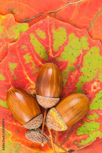 Obraz Oak acorns and leaves on the table