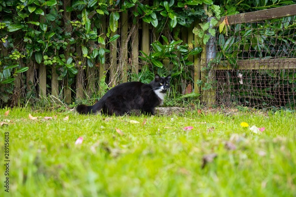 Obraz Cat looking regal