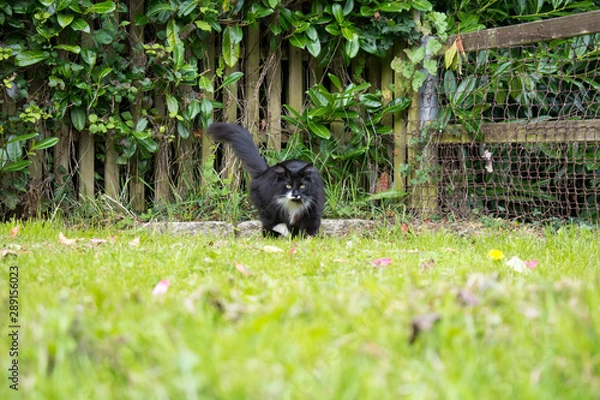 Obraz Cat stalking camera