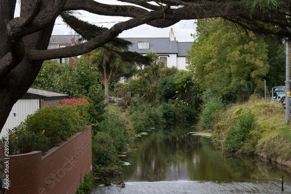 Obraz Tree branching over a river