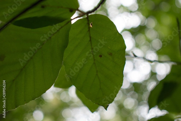 Obraz Close up of a leaf in the forest