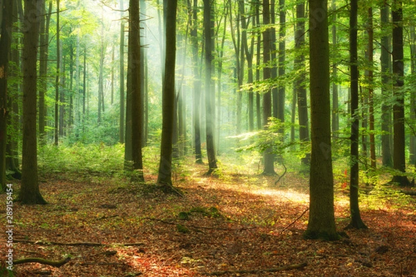 Obraz Beautiful morning in the forest