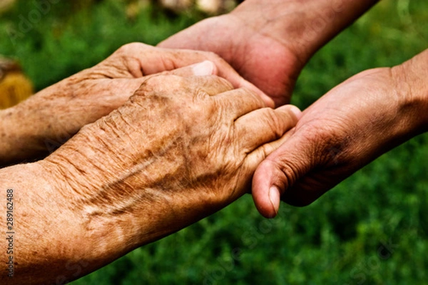 Fototapeta Old hands of a grandmother and a small child close-up