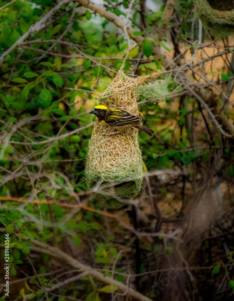 Obraz baya weaver on nest
