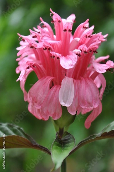 Fototapeta Pretty flowers