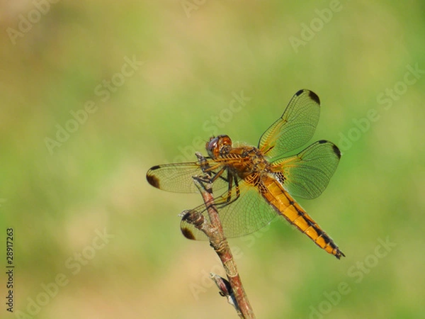 Obraz Blue Chaser (Female, Libellula fulva)
