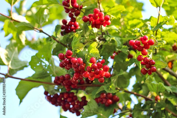 Fototapeta Harvest of viburnum on a bush