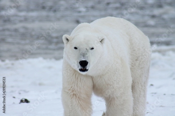 Obraz Polar Bear