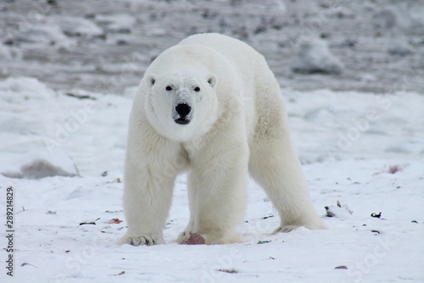 Fototapeta Polar Bear