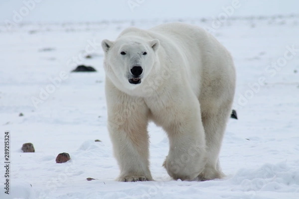 Obraz Polar Bear