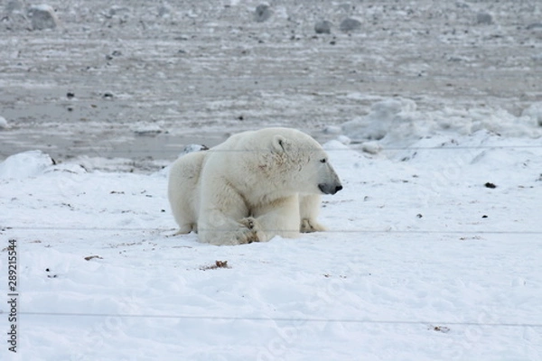 Obraz Polar Bear