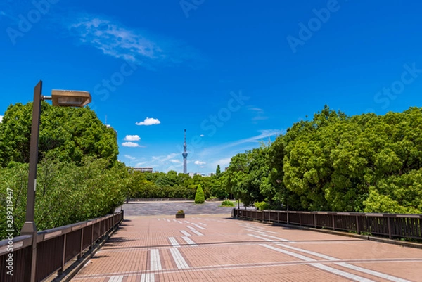 Fototapeta 緑鮮やかな初夏の木場公園の風景