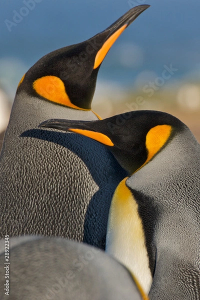 Obraz King Penguins