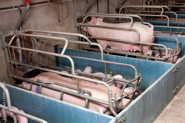 Fototapeta Lactation. Piglets nursing. Pigs at stable. Pigbreeding. Farming Netherlands Cage
