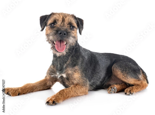 Fototapeta young border terrier