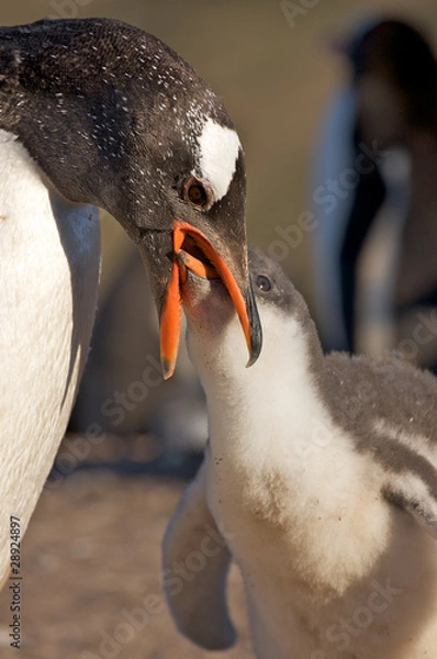 Obraz Penguin Feeding its Young
