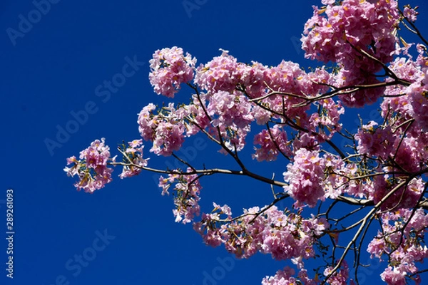 Obraz flowers and blue sky