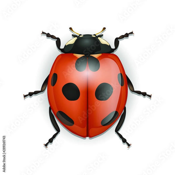 Fototapeta Ladybird isolated on a white background, beautiful insect, 3D design. Vector EPS10