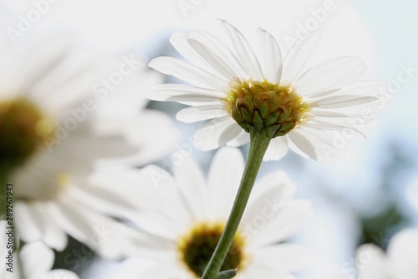 Fototapeta Sommerblume