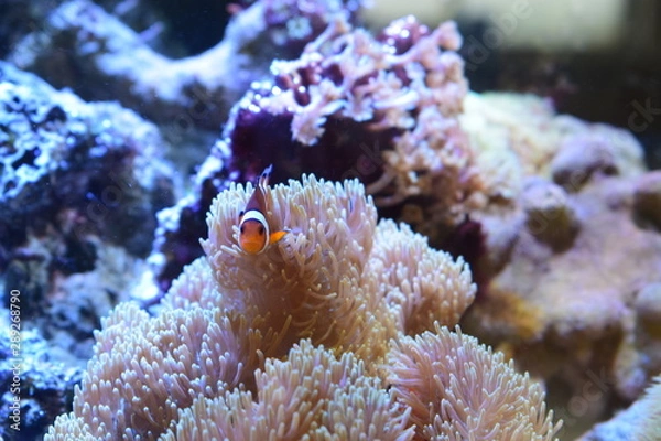 Obraz Miyako Jima Japão