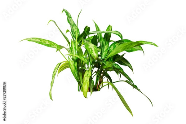 Fototapeta Aglaonema is a tropical shrub. Isolated on white background. An object for any design project.