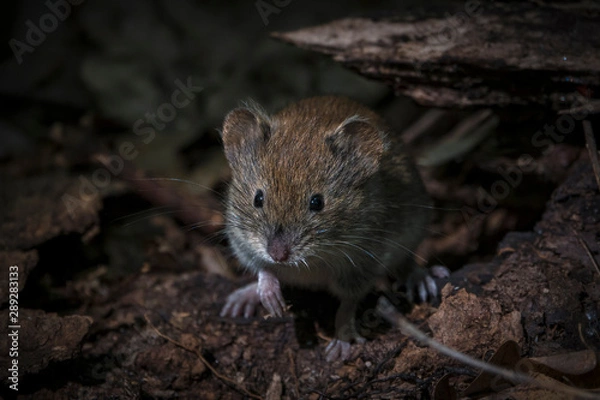 Fototapeta Удивительная природа