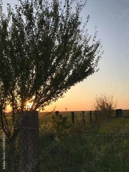 Obraz tree in the fog