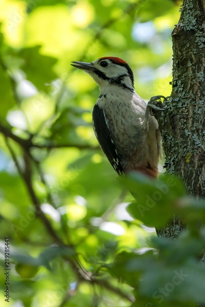 Fototapeta Удивительная природа