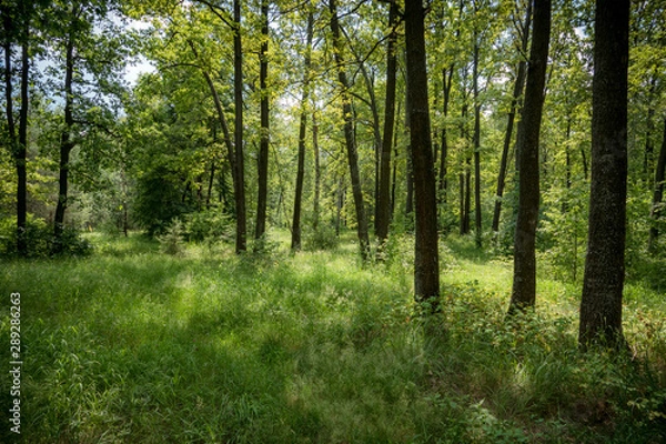 Fototapeta Удивительная природа