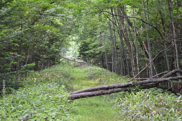 Fototapeta 緑のトンネル