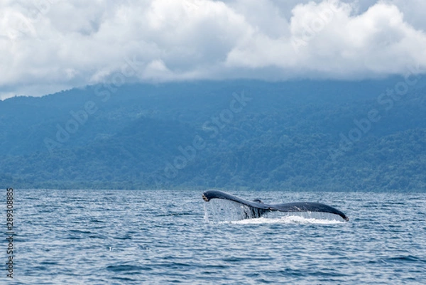 Obraz Queue de baleine sur les cotes pacifque 
