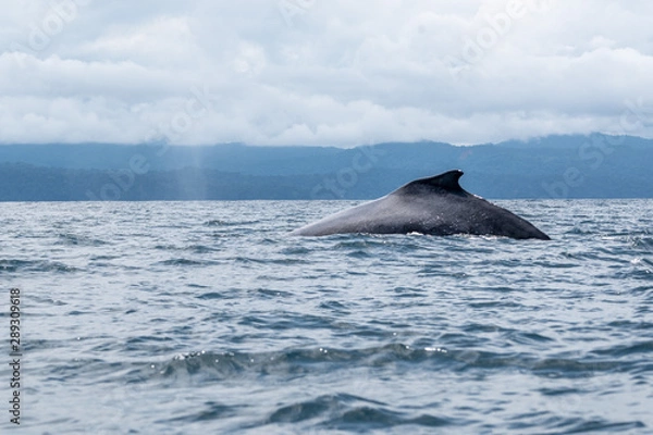 Obraz baleines à bosses choco colombie 