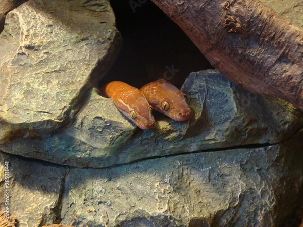 Fototapeta two snakes in a cave