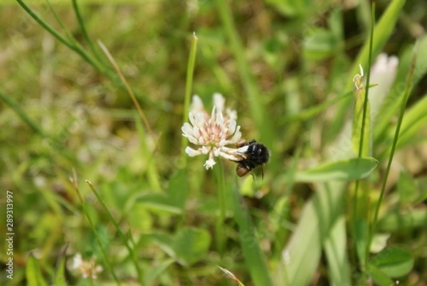 Obraz bee on a flower