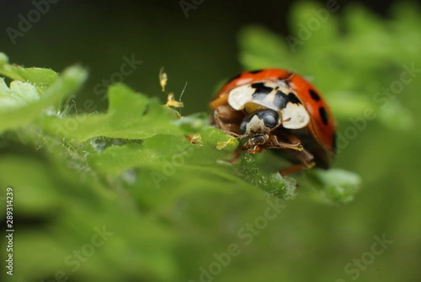 Fototapeta ladybug on green leaf