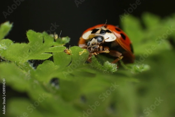 Fototapeta ladybug on green leaf