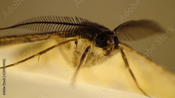 Fototapeta moth on leaf