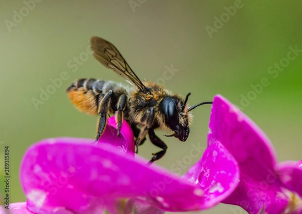 Fototapeta Leaf Cutter Bee