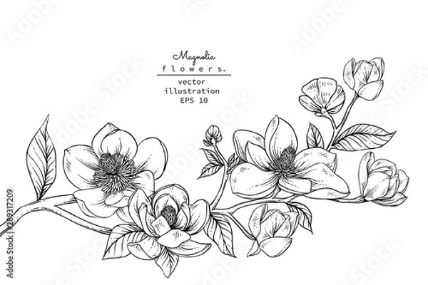 Obraz Sketch Kolekcja Botaniki Kwiatowej. Rysunki kwiatów magnolia. Czarno -biały z sztuką linii na białym tle. Ręcznie rysowane ilustracje botaniczne. Wektor.