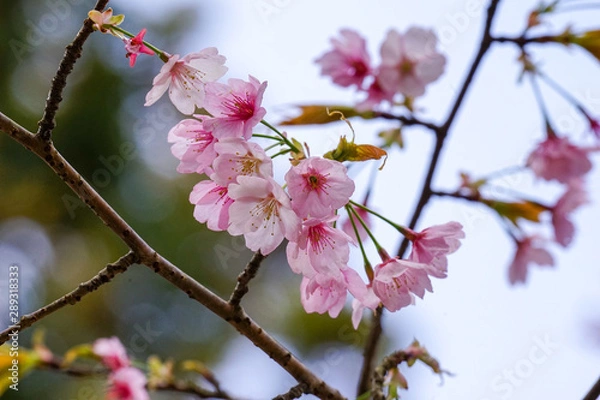 Fototapeta ピンクのサクラの花