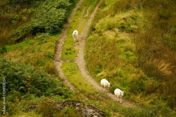 Obraz Flock of Sheep Walking Down a Meadow Farm Road