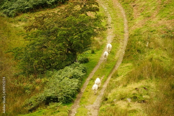 Obraz Flock of Sheep Walking Down a Meadow Farm Road