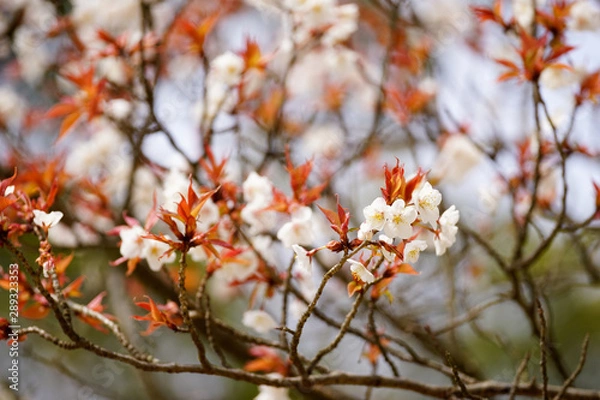 Fototapeta 山桜の花